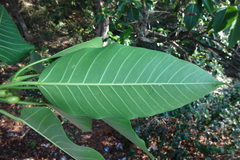 Ficus beddomei